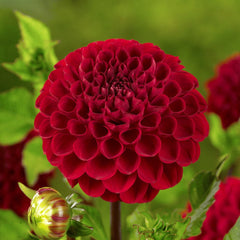 Dahlia Gallery Singer Bulbs Perennial Growing Bonsai Roots Rhizomes Corms Tubers Potted Planting Reblooming Fragrant Garden Species Blooms Flower Seeds Plant Gardening