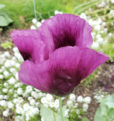 Hungarian Blue