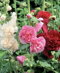 100pcs Double Hollyhock Seeds ‘Radiant Rose’ - Mixed Colors, Non-GMO Heirloom, Hardy Biennial for Vibrant & Tall Blooms