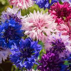Cyanus, Bachelor Button Double Mixed Colors Seeds, 1.4g