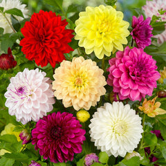 Petite Container Mix Dahlia Bulbs Perennial Growing Bonsai Roots Rhizomes Corms Tubers Potted Planting Reblooming Fragrant Garden Species Blooms Flower Seeds Plant Gardening - Seedsplant