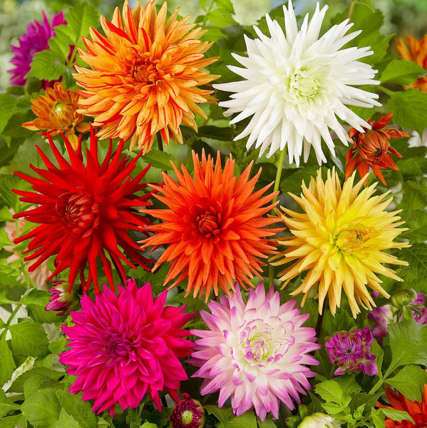 Cactus Mix Dahlia Bulbs Perennial Growing Bonsai Roots Rhizomes Corms Tubers Potted Planting Reblooming Fragrant Garden Species Blooms Flower Seeds Plant Gardening
