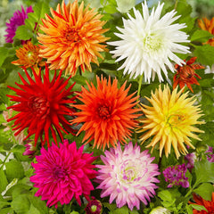 Cactus Mix Dahlia Bulbs Perennial Growing Bonsai Roots Rhizomes Corms Tubers Potted Planting Reblooming Fragrant Garden Species Blooms Flower Seeds Plant Gardening