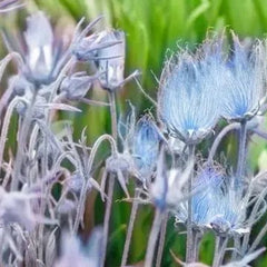 Prairie Smoke Flower Seeds