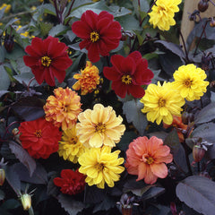 Dahlia Diablo Mixed Bulbs Perennial Growing Bonsai Roots Rhizomes Corms Tubers Potted Planting Reblooming Fragrant Garden Species Blooms Flower Seeds Plant Gardening
