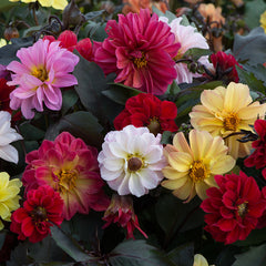 Dahlia Diablo Mixed Bulbs Perennial Growing Bonsai Roots Rhizomes Corms Tubers Potted Planting Reblooming Fragrant Garden Species Blooms Flower Seeds Plant Gardening