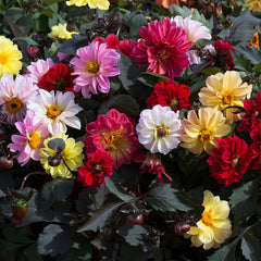 Dahlia Diablo Mixed Bulbs Perennial Growing Bonsai Roots Rhizomes Corms Tubers Potted Planting Reblooming Fragrant Garden Species Blooms Flower Seeds Plant Gardening
