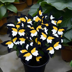 Butterfly Begonia: Unleash Whimsy in Your Garden!