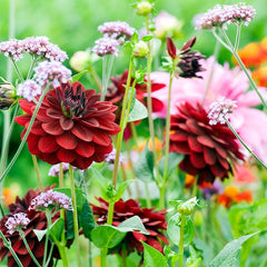 Dahlia Arabian Night Bulbs Perennial Growing Bonsai Roots Rhizomes Corms Tubers Potted Planting Reblooming Fragrant Garden Species Blooms Flower Seeds Plant Gardening