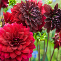 Dahlia Arabian Night Bulbs Perennial Growing Bonsai Roots Rhizomes Corms Tubers Potted Planting Reblooming Fragrant Garden Species Blooms Flower Seeds Plant Gardening