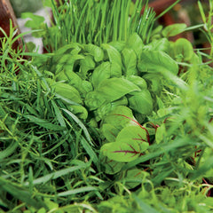 Italian Salad Blend Seeds, 1.8g