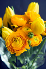 Gold Ranunculus Corms Bulbs Persian Buttercup Growing Bonsai Roots Rhizomes Tubers Potted Planting Reblooming Fragrant Garden Species Blooms Flower Seeds Plant Gardening