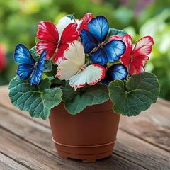Butterfly Begonia: Unleash Whimsy in Your Garden!