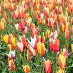 Lady Tulip Mix