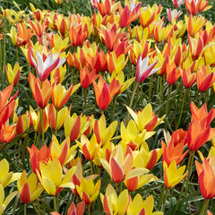 Circus Tent Tulip Collection