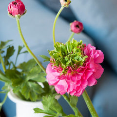 Ranunculus Bulbs Rosa Festival Corms Growing Bonsai Roots Rhizomes Tubers Potted Planting Reblooming Fragrant Garden Species Blooms Flower Seeds Plant Gardening - Seedsplant