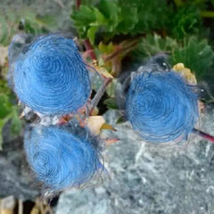 Prairie Smoke Flower Seeds