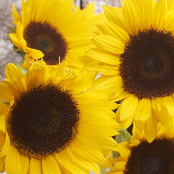Sunflower, Cutting Gold Seeds, 1.1g