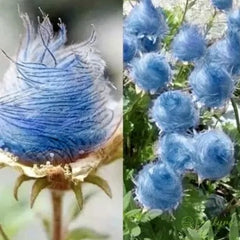 Prairie Smoke Flower Seeds