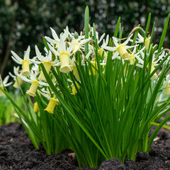 Snipe Miniature Daffodil