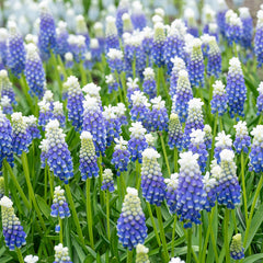 Emmy Grape Hyacinth