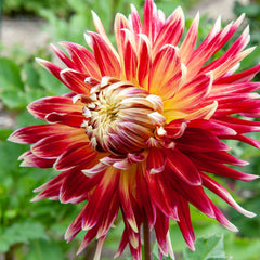 Akita Dahlia Bulbs Perennial Growing Bonsai Roots Rhizomes Corms Tubers Potted Planting Reblooming Fragrant Garden Species Blooms Flower Seeds Plant Gardening