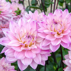 Dahlia Oriental Dream Bulbs Perennial Growing Bonsai Roots Rhizomes Corms Tubers Potted Planting Reblooming Fragrant Garden Species Blooms Flower Seeds Plant Gardening