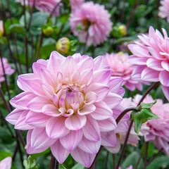 Dahlia Oriental Dream Bulbs Perennial Growing Bonsai Roots Rhizomes Corms Tubers Potted Planting Reblooming Fragrant Garden Species Blooms Flower Seeds Plant Gardening