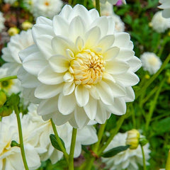 Snow Country Dahlia Bulbs Perennial Growing Bonsai Roots Rhizomes Corms Tubers Potted Planting Reblooming Fragrant Garden Species Blooms Flower Seeds Plant Gardening