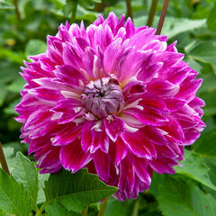 Vancouver Dahlia Bulbs Perennial Growing Bonsai Roots Rhizomes Corms Tubers Potted Planting Reblooming Fragrant Garden Species Blooms Flower Seeds Plant Gardening