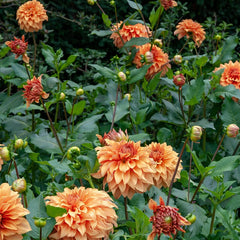Dahlia Great Hercules Bulbs Perennial Growing Bonsai Roots Rhizomes Corms Tubers Potted Planting Reblooming Fragrant Garden Species Blooms Flower Seeds Plant Gardening