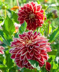 Dutch Carnival Dahlia Bulbs Perennial Growing Bonsai Roots Rhizomes Corms Tubers Potted Planting Reblooming Fragrant Garden Species Blooms Flower Seeds Plant Gardening