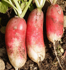 French Breakfast Radish 300 Seeds
