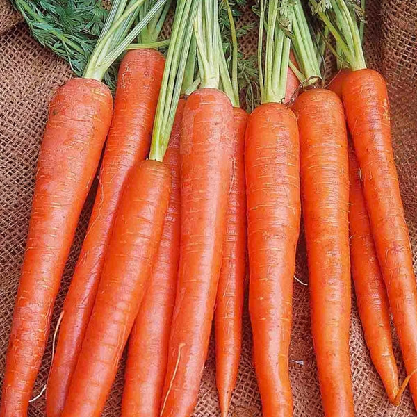 Carrot, Long Imperator Seeds, 2.6g