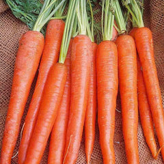 Carrot, Long Imperator Seeds, 2.6g
