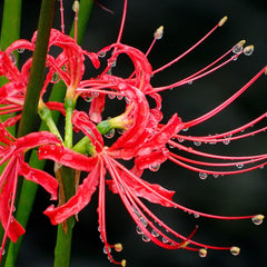 Red Lycoris Radiata Spider Lilies Bulbs Hurricane Lily Cluster Amayllis Growing Bonsai Roots Rhizomes Corms Tubers Potted Planting Reblooming Fragrant Garden Species Blooms Flower Seeds Plant Gardening