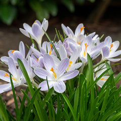 Candlelight Dutch Crocus