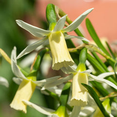 Snipe Miniature Daffodil