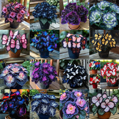 Butterfly Begonia: Unleash Whimsy in Your Garden!