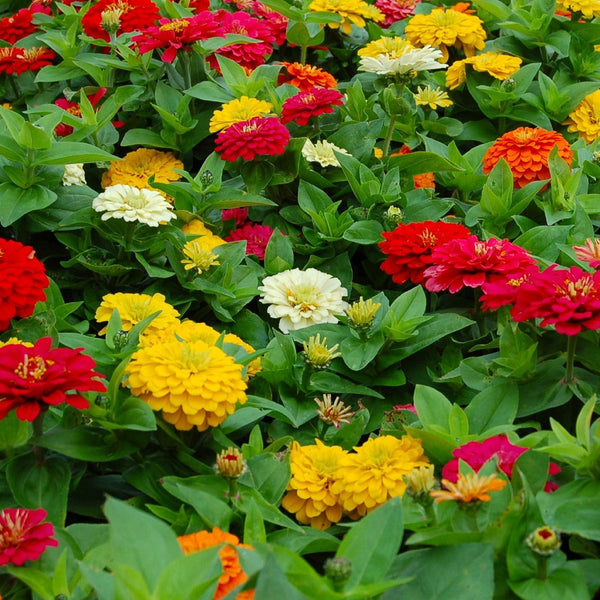 Zinnia, State Fair Giant Mixed Colors Seeds, 900mg