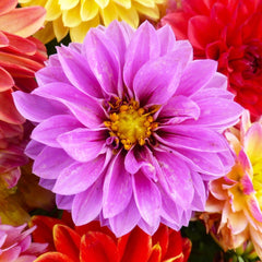 Dahlia, Unwin's Dwarf Mixed Colors Seeds, 500mg