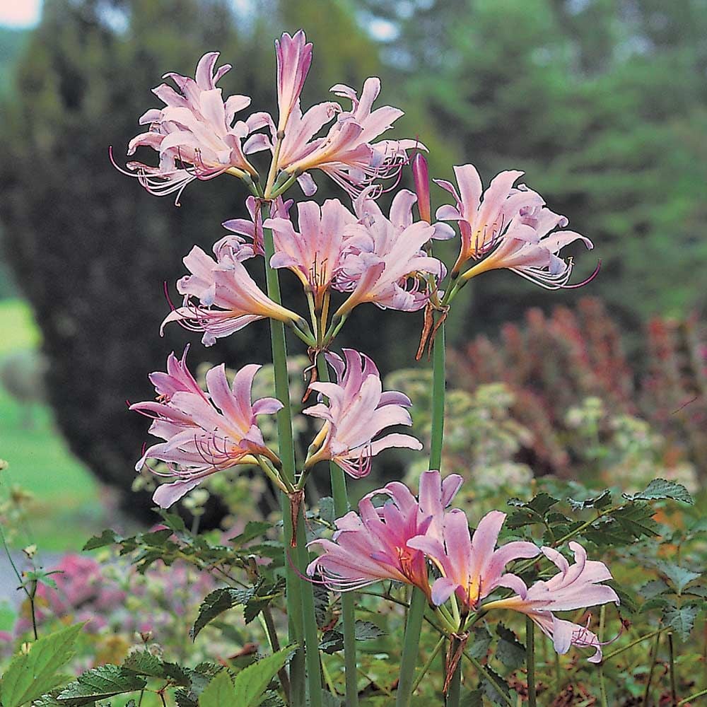 spider tiger lily Lycoris Squamigera Spider Lilies Bulbs Radiata Hurricane Lily Cluster Amayllis Growing Bonsai Roots Rhizomes Corms Tubers Potted Planting Reblooming Fragrant Garden Species Blooms Flower Seeds Plant Gardening