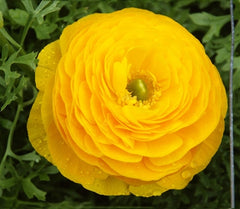 Yellow Ranunculus  Corms Bulbs Growing Bonsai Roots Rhizomes Tubers Potted Planting Reblooming Fragrant Garden Species Blooms Flower Seeds Plant Gardening