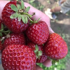 Purple Wonder Strawberry Seed  Rare Dark Strawberry Sweet Juicy Fruit Gardening