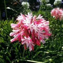 Agapanthus africanus 'pink'