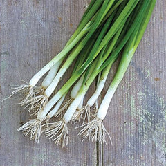 Evergreen Long White Bunching Onion Seeds