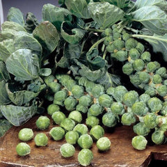 Brussels Sprouts Marte F1