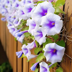 Mixed Morning Glory Seeds for Planting, Wonderful Climbing Heirloom Vine, Beautiful Perennial Flowers, Non - GMO Seeds, Easy to Plant