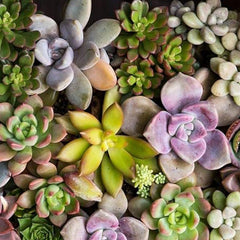Mixed Color Rare Succulents Seeds Garden and Home Bonsai Flower Plant