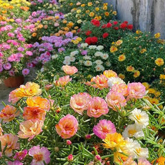 Moss Rose Seeds for Planting Outdoors,  Portulaca Grandiflora Flower Seeds for Planting